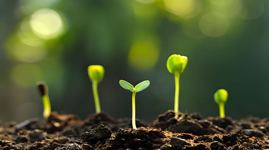 Qingyuan Foodstuff Co., Ltd